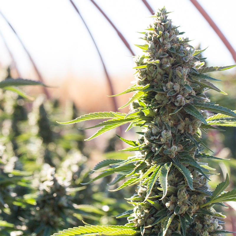 Silent Seeds Seminte de canabis clasice Critical Mango feminizate