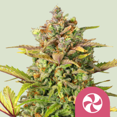 Royal Queen Seeds Seminte de canabis Sweet ZZ feminizate