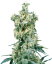 Sensi Seeds Semințe de canabis American Dream® Regular, 10 buc
