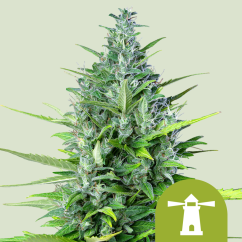 Royal Queen Seeds Sementes de Cannabis Royal Haze Automática