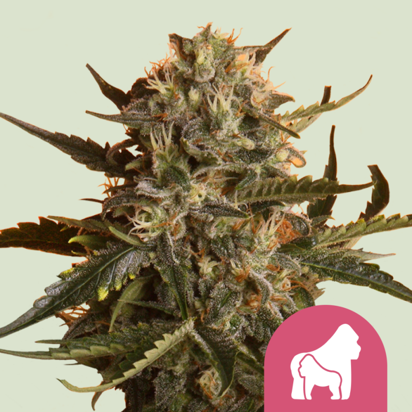 Royal Queen Seeds Semințe de canabis Mother Gorilla (fostă Royal Madre) feminizate