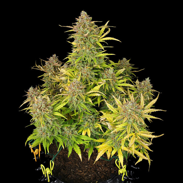 Royal Queen Seeds Seminte de canabis Sweet ZZ Auto