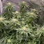 Blimburn Seeds Hanfsamen Girl Scout Cookies Feminisiert