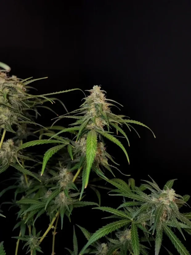 Fast Buds Sjemenke konoplje Sour Diesel Auto