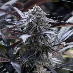 Silent Seeds Eksoottiset kannabiksensiementen viinirypälemehu, feminisoitu