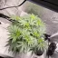 Blimburn Seeds Cannabis Seeds Cafe Racer Feminiseret