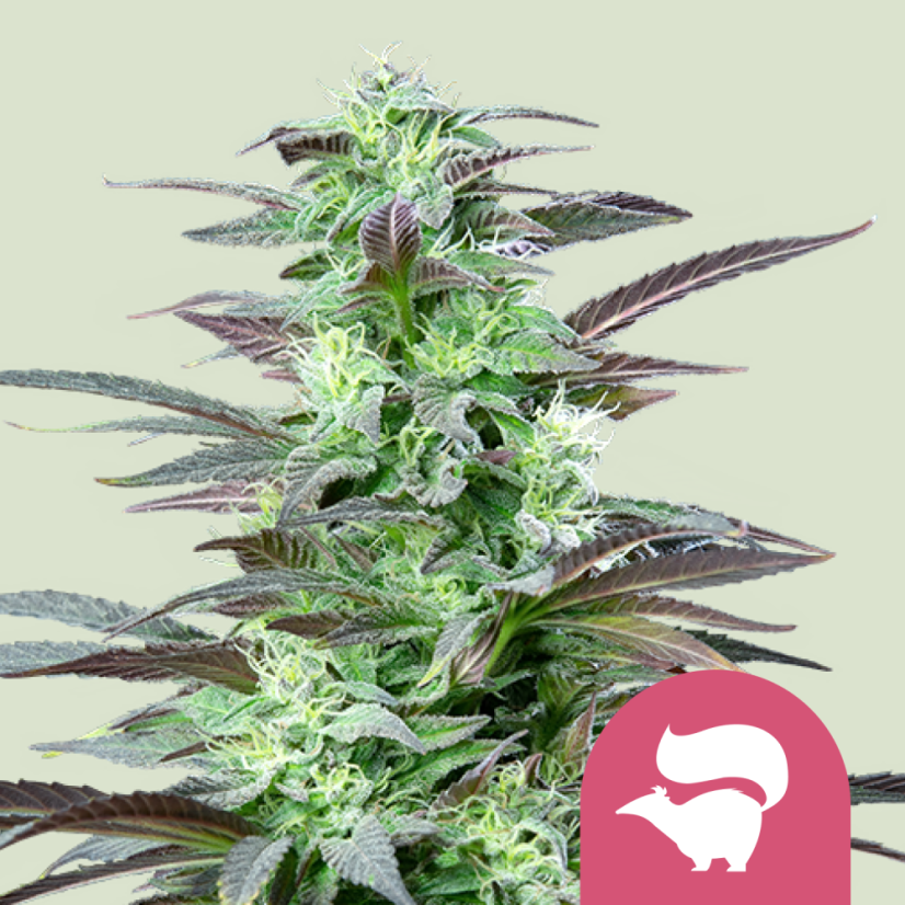 Royal Queen Seeds Seminte de canabis Skunk XL feminizate