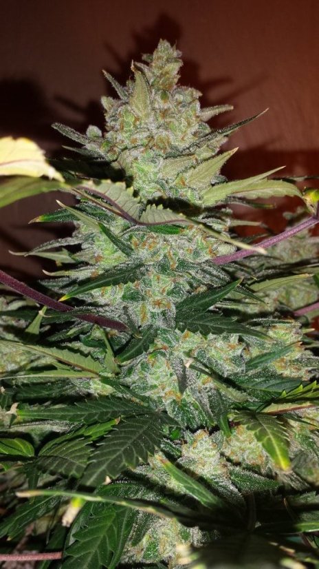 Fast Buds Hạt giống cần sa Green Crack Auto