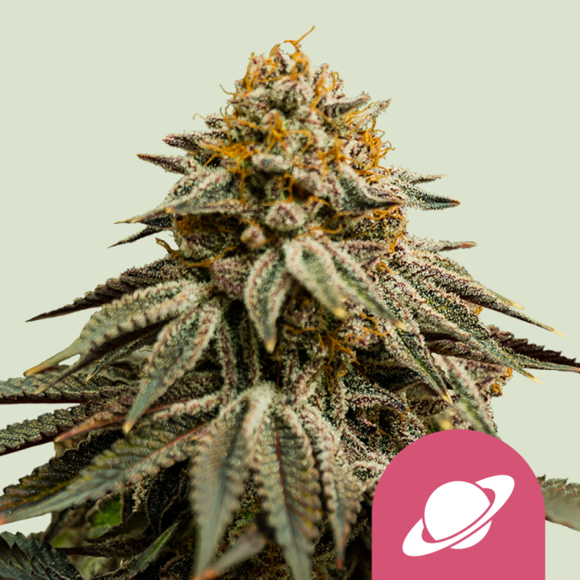 Royal Queen Seeds Seminte de canabis Royal Skywalker feminizate