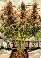 Dutch Passion Seminte de canabis Auto Power Plant Autoflowering