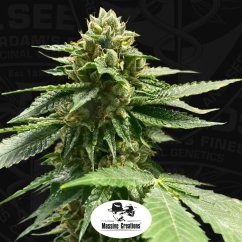 T.H.Seeds™ Seminte de canabis Melon Vader, pachet 5+1, feminizate