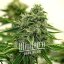 Blimburn Seeds Semená kanabisu Hippo High Feminized