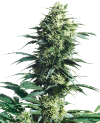 Sensi Seeds Seminte de canabis Mother's Finest® Regular, 10 buc