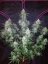 Fast Buds Cannabis Seeds Pineapple Express Auto
