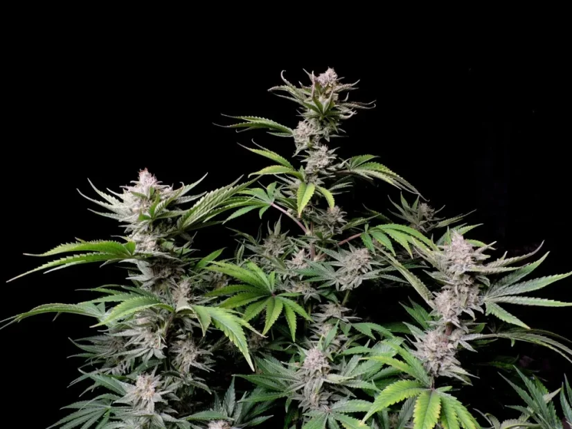 Fast Buds Cannabis Seeds Cherry Cola Auto