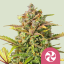 Royal Queen Seeds Seminte de canabis Sweet ZZ feminizate