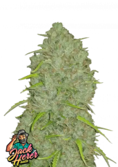 Fast Buds Sjemenke Kanabisa Jack Herer Auto