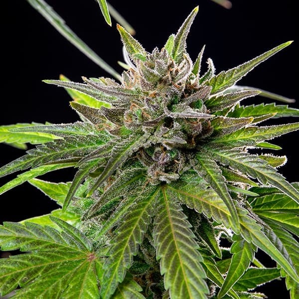 Royal Queen Seeds Seminte de canabis Blue Cheese feminizate