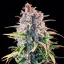 Royal Queen Seeds Seminte de canabis Power Flower feminizate