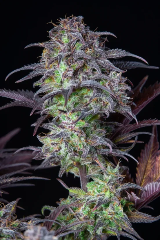 Fast Buds Sjemenke konoplje Blueberry Auto
