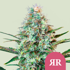 Royal Queen Seeds Feminizované semená kanabisu Royal Runtz