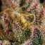 Royal Queen Seeds Semințe de canabis Legendary OG Punch feminizate
