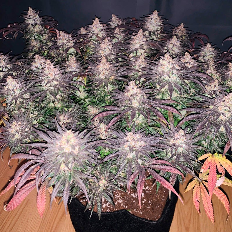 Silent Seeds Seminte de canabis exotice LA Vanilla Cake feminizate