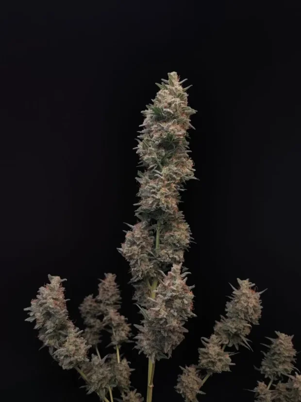 Fast Buds Sjemenke konoplje Chemdawg Auto