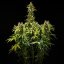 Royal Queen Seeds Seminte de canabis Royal Runtz Auto