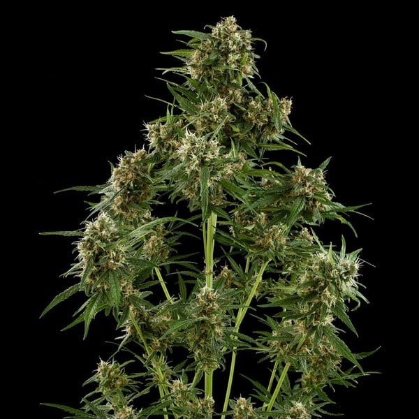 Royal Queen Seeds Semillas de cannabis Royal Critical Auto