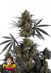 Fast Buds Semi di Cannabis Pound Cake Auto