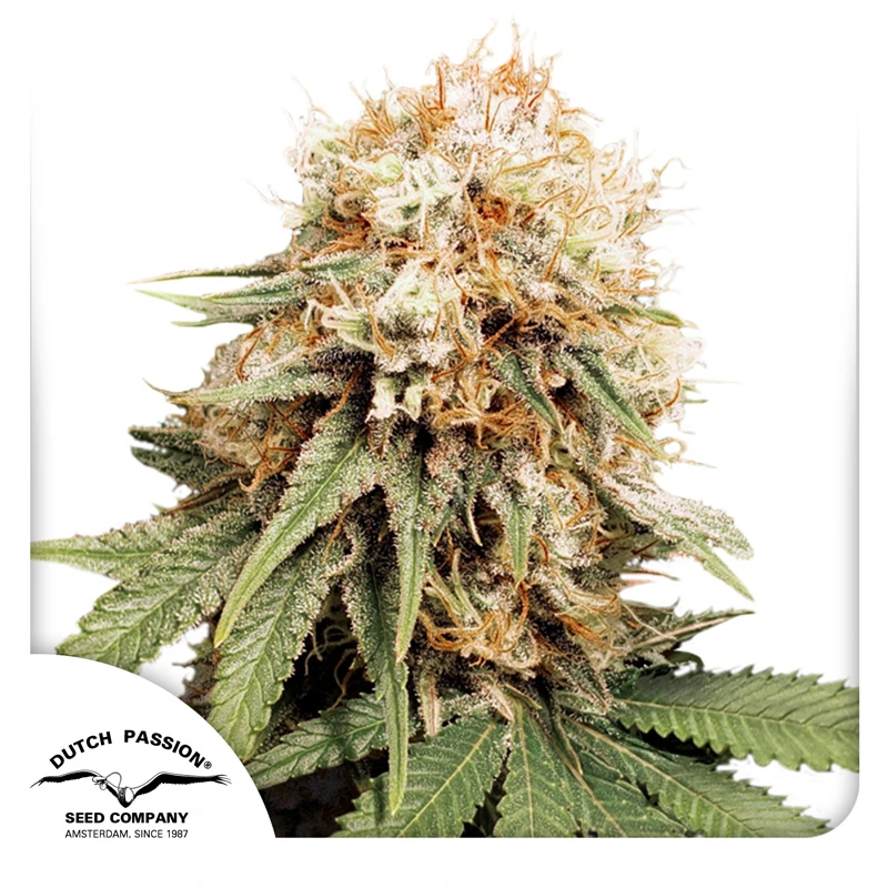 Dutch Passion Seminte de canabis White Widow feminizate