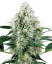 Sensi Seeds Semințe de canabis Pure Power Plant feminizate automat cu White Label, 3-10 buc.