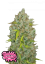 Fast Buds Biji Ganja BubbleGum Auto