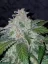 Fast Buds Sjemenke konoplje Tangie Auto