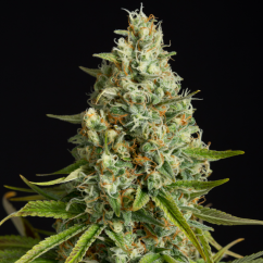 Silent Seeds Klasične sjemenke konoplje Amnesia Lemon Feminized