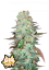 Fast Buds Sjemenke konoplje G14 Auto