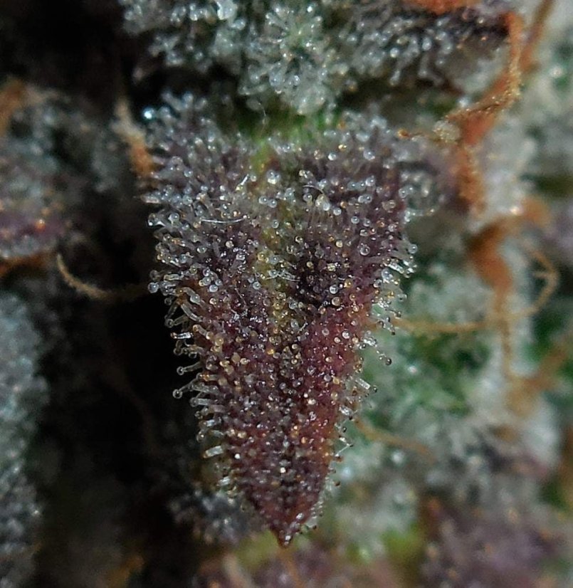 Fast Buds Sjemenke konoplje Limun AK Auto