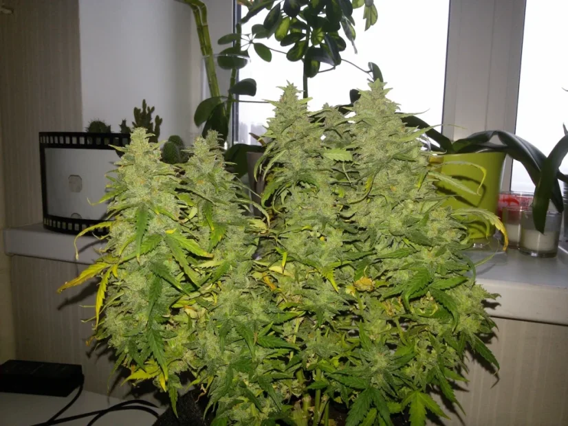 Fast Buds Sjemenke konoplje G14 Auto