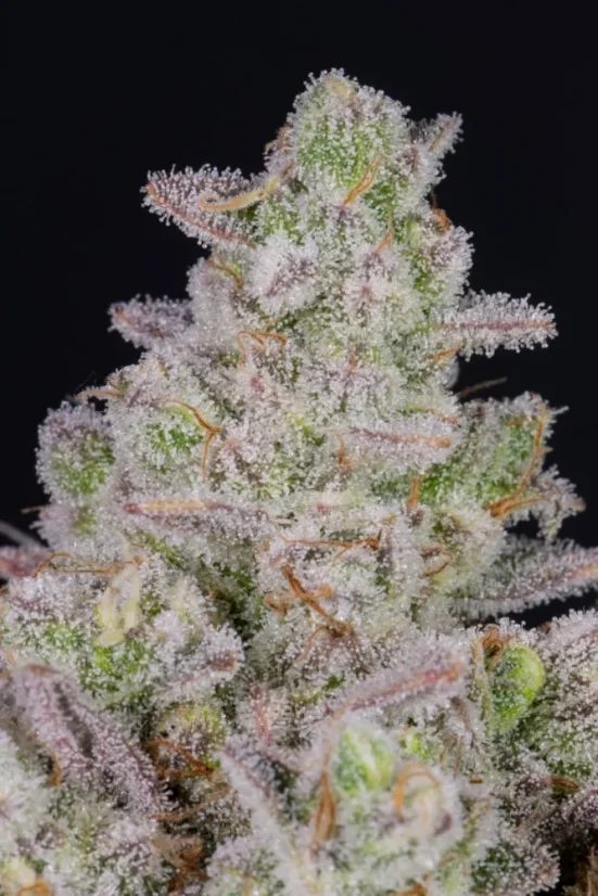 Fast Buds Sjemenke konoplje Gorilla Cookies Auto