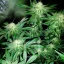 Blimburn Seeds Semi di Cannabis Blackberry Moonstones Femminizzati