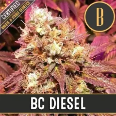 Blimburn Seeds Semillas de cannabis BC Diesel Feminizadas