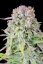 Semințe de canabis Fast Buds Afghan Kush Auto