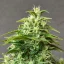 Doctor's Choice Seeds Chronic Ryder BX Auto Feminized