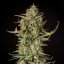 Royal Queen Seeds Seminte de canabis Fat Banana Auto
