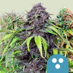 Royal Queen Seeds CBD mešanica konopljinih semen