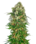 Sensi Seeds Cannabisfrø Shiva Skunk Automatic® Feminized, 3-10 stk.