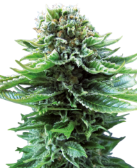Sensi Seeds Semințe de canabis Northern Lights Automatic® feminizate, 3-10 buc.