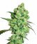 Sensi Seeds Semințe de canabis Super Skunk Regular de White Label, 10 buc.