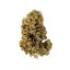 Royal Queen Seeds Sementes de Cannabis White Widow Automática